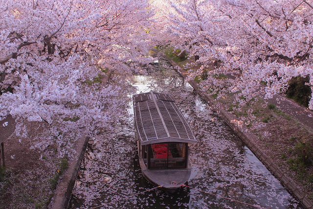 Fushimi, Kyoto – Jikkokubune Boat & Cherry Blossoms